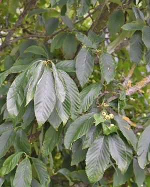 Sorbus thibetica