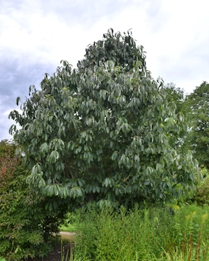 Sorbus thibetica