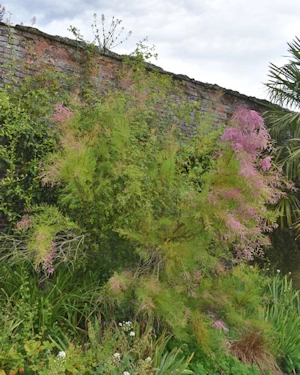 Tamarix ramosissima