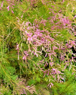 Tamarix ramosissima