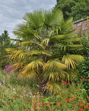 Trachycarpus fortuneii