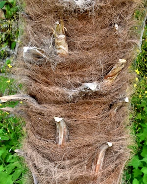 Trachycarpus fortunei