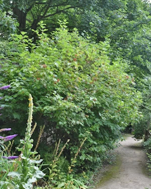Viburnum opulus
