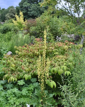 Viburnum plicatum