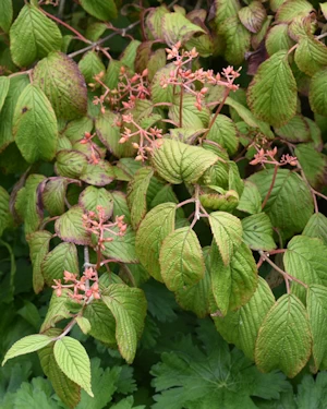 Viburnum opulus