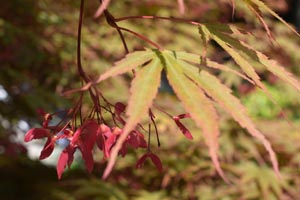 Acer griseum