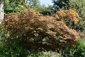 Acer katsura?