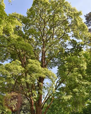 Acer griseum