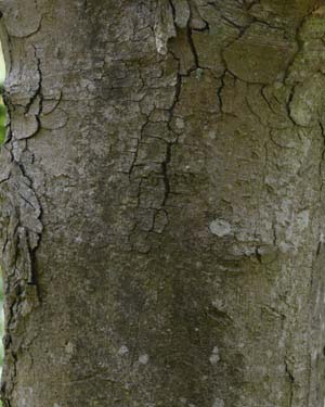 Acer brilliantissimum