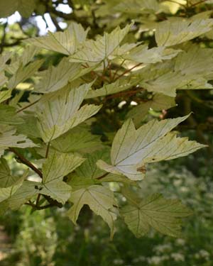 Acer brilliantissimum