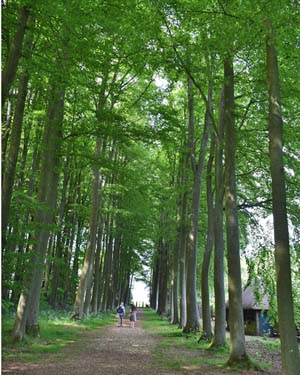Beech Allée