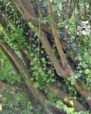 Berberis asiatica