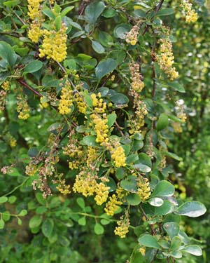 Berberis asiatica