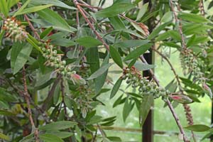 Bottlebrush