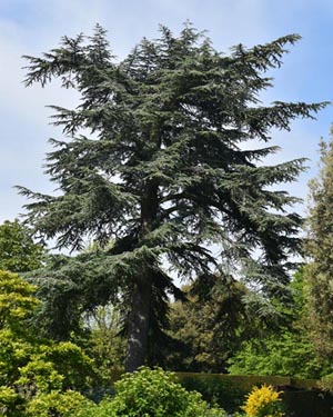 Cedar of Lebanon