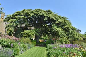 Cedar of Lebanon