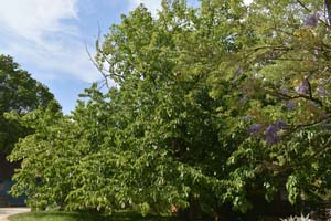 Davidia involucrata