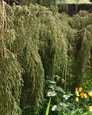 Juniper coxii