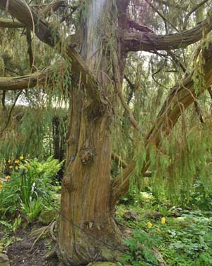Juniper coxii