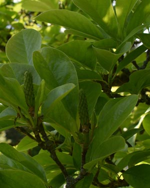 Magnolia Soulangeana Alba Superba