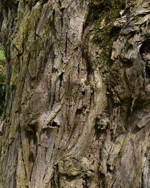 Robinia