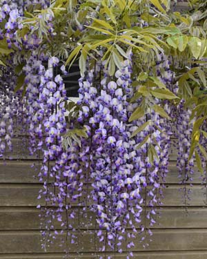 Wisteria multijuga