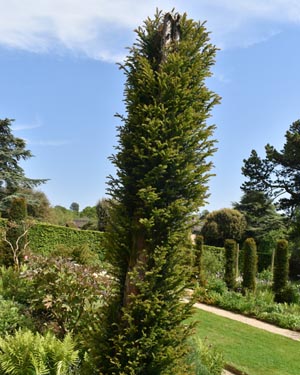 Yew topiary