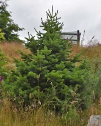 Abies Lasiocarpa Day Creek
