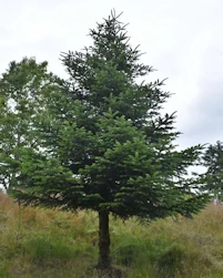 Abies Nordmannii