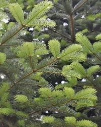 Abies Nordmannii