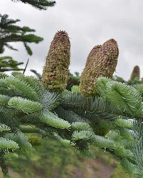 Noble fir cones