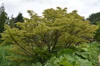Acer