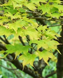 Acer