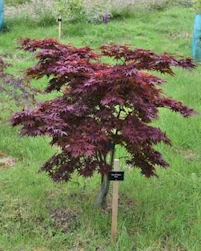 Acer palmatum Pixie