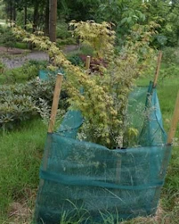Acer palmatum Sango kaku