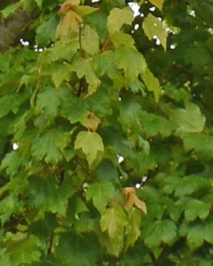 Acer rubrum October Glory