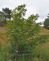 Aesculus bushii