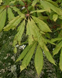  horse chestnut