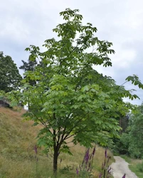 Aesculus turbinata