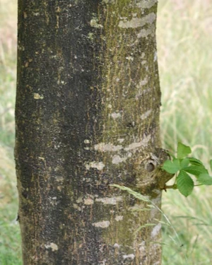 Aesculus turbinata
