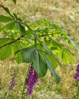 Aesculus turbinata