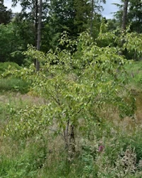 Betula grossa