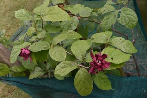 Calycanthus raulstonii Hartlage Wine