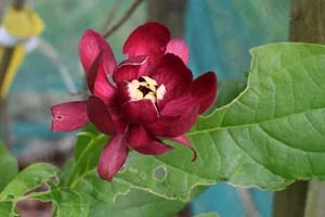 Calycanthus raulstonii Hartlage Wine