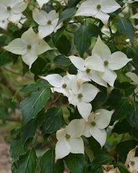 Cornus