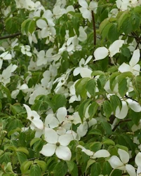 Cornus