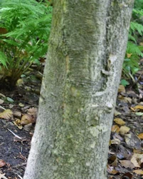 Japanese dogwood