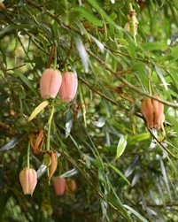 Crinodendron