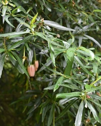 Crinodendron