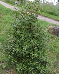 Drimys Lanceolata